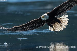 Adult bald eagle in flight, British Columbia, Canada, Haliaeetus leucocephalus, Arran Rapids, Stuart Island
