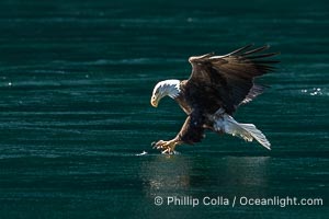 Adult bald eagle in flight, British Columbia, Canada, Haliaeetus leucocephalus, Arran Rapids, Stuart Island
