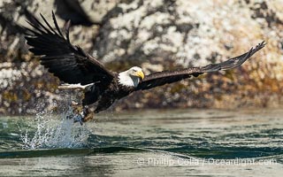 Adult bald eagle in flight, British Columbia, Canada, Haliaeetus leucocephalus, Arran Rapids, Stuart Island