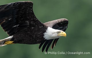 Adult bald eagle in flight, British Columbia, Canada, Haliaeetus leucocephalus, Arran Rapids, Stuart Island