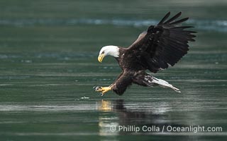 Adult bald eagle in flight, British Columbia, Canada, Haliaeetus leucocephalus, Arran Rapids, Stuart Island