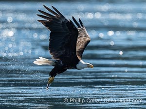 Adult bald eagle in flight, British Columbia, Canada, Haliaeetus leucocephalus, Arran Rapids, Stuart Island