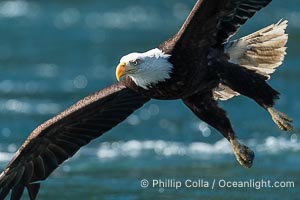 Adult bald eagle in flight, British Columbia, Canada, Haliaeetus leucocephalus, Arran Rapids, Stuart Island