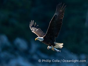 Adult bald eagle in flight, British Columbia, Canada, Haliaeetus leucocephalus, Arran Rapids, Stuart Island