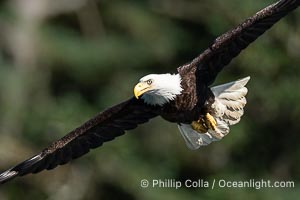Adult bald eagle in flight, British Columbia, Canada, Haliaeetus leucocephalus, Arran Rapids, Stuart Island