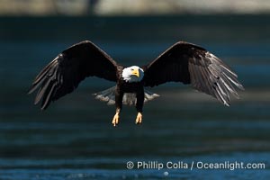 Adult bald eagle in flight, British Columbia, Canada, Haliaeetus leucocephalus, Arran Rapids, Stuart Island