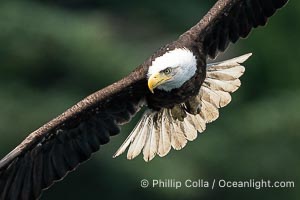 Adult bald eagle in flight, British Columbia, Canada, Haliaeetus leucocephalus, Arran Rapids, Stuart Island