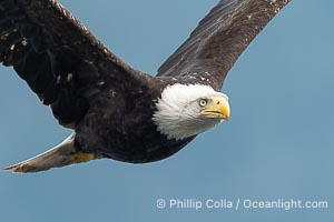 Adult bald eagle in flight, British Columbia, Canada, Haliaeetus leucocephalus, Arran Rapids, Stuart Island