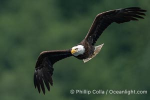 Adult bald eagle in flight, British Columbia, Canada, Haliaeetus leucocephalus, Arran Rapids, Stuart Island