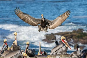 Adult Brown Pelican Landing on Crowded Ocean Cliff. Winter Breeding Plumage. Wings outstretched to slow before landing among other pelicans on Goldfish Point in La Jolla, Pelecanus occidentalis, Pelecanus occidentalis californicus