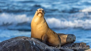 Adult female California Sea Lion, resting on rocks in the morning sun, La Jolla, Zalophus californianus