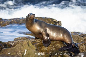 Adult female California Sea Lion, resting on rocks in the morning sun, La Jolla, Zalophus californianus