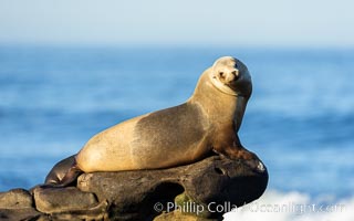 Adult female California Sea Lion, resting on rocks in the morning sun, La Jolla, Zalophus californianus