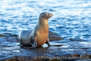 Adult female California Sea Lion, resting on rocks in the morning sun, La Jolla, Zalophus californianus