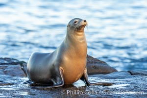 Adult female California Sea Lion, resting on rocks in the morning sun, La Jolla, Zalophus californianus