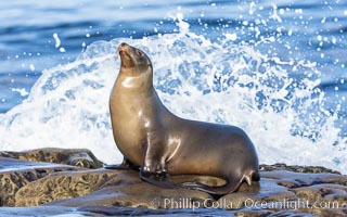 Beautiful golden-brown adult female California Sea Lion, resting on rocks in the morning sun, La Jolla, catching a little splash from a wave breaking on the reef just behind her.
