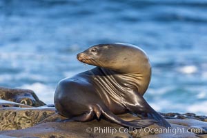 Adult female California Sea Lion, resting on rocks in the morning sun, La Jolla, Zalophus californianus