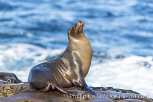 Adult female California Sea Lion, resting on rocks in the morning sun, La Jolla, Zalophus californianus