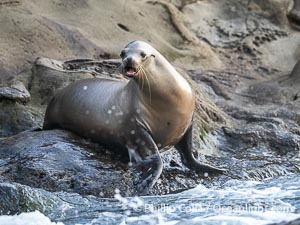 Adult female California sea lion in La Jolla Cove, Zalophus californianus