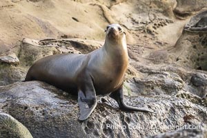 Adult female California sea lion in La Jolla Cove, Zalophus californianus