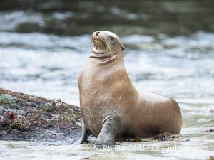 Adult female California sea lion in La Jolla Cove, Zalophus californianus