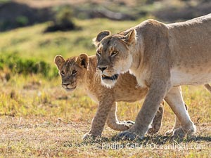 Adult lioness traveling with younger lion in her care, Mara North Conservancy, Kenya, Panthera leo