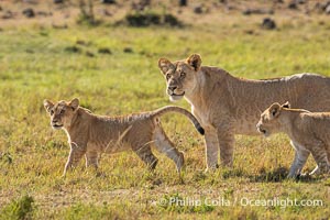 Adult lioness traveling with younger lions in her care, Mara North Conservancy, Kenya, Panthera leo