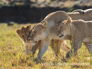 Adult lioness traveling with younger lions in her care, Mara North Conservancy, Kenya, Panthera leo