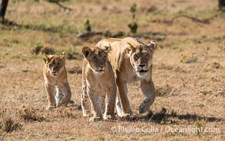 Adult lioness traveling with younger lions in her care, Mara North Conservancy, Kenya, Panthera leo