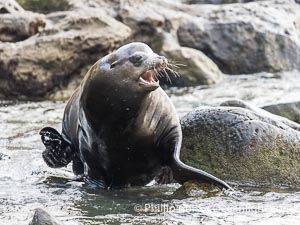 Adult male California sea lion with sagittal crest, La Jolla Cove