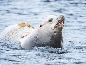 Adult male California sea lion with sagittal crest, La Jolla Cove