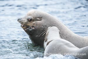 Adult male California sea lion with sagittal crest, La Jolla Cove