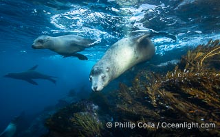 Adult Male California Sea Lion with Several Young Pups, Mexico. This male sea lion is not yet large and mature enough to form his own harem so he swims at the underwater periphery of the territories of the more established males to see what females he can approach without being challenged and chased off by a bigger male, Zalophus californianus, Coronado Islands (Islas Coronado)