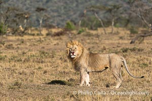 Adult Male Lion with Fresh Wounds to Face and Leg, Greater Masai Mara, Mara North Consevancy, Panthera leo, Mara North Conservancy