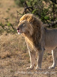 Adult Male Lion with Fresh Wounds to Face and Leg, Greater Masai Mara, Mara North Consevancy, Panthera leo, Mara North Conservancy