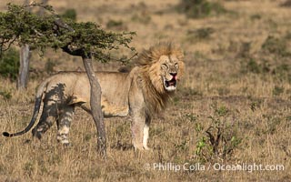 Adult Male Lion with Fresh Wounds to Face and Leg, Greater Masai Mara, Mara North Consevancy, Panthera leo, Mara North Conservancy
