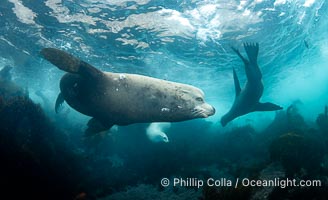 Adult male sea lion, a bull, at the Coronado Islands, Baja California, Mexico, Zalophus californianus, Coronado Islands (Islas Coronado)