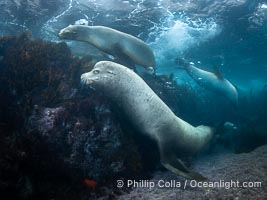 Adult male sea lion, a bull, at the Coronado Islands, Baja California, Mexico, Zalophus californianus, Coronado Islands (Islas Coronado)