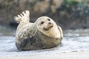 Adult Pacific Harbor Seal Lounging in Water on Sand Beach, Phoca vitulina richardsi, La Jolla, California
