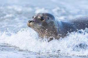 Adult Pacific Harbor Seal splashed by a wave at the waters edge, on a white sand beach in San Diego, Phoca vitulina richardsi, La Jolla, California