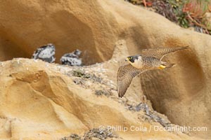Adult Peregrin Falcon flies by chicks at the nest on Torrey Pines sandstone cliffs, Falco peregrinus, Torrey Pines State Reserve, San Diego, California