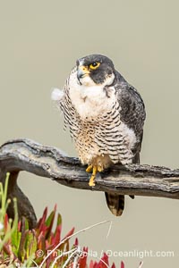 Adult Peregrin Falcon perched on a tree branch, Falco peregrinus, Torrey Pines State Reserve, San Diego, California