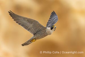 Adult Peregrine Falcon in flight along Torrey Pines sandstone cliffs, Falco peregrinus, Torrey Pines State Reserve, San Diego, California