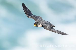 Adult Peregrine Falcon in flight over the Pacific Ocean, Falco peregrinus, Torrey Pines State Reserve, San Diego, California