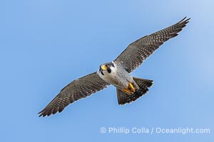 Adult Peregrine Falcon at Torrey Pines, Falco peregrinus, Torrey Pines State Reserve, San Diego, California