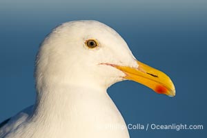 Adult Western Gull Head Profile Portrait, La Jolla, California