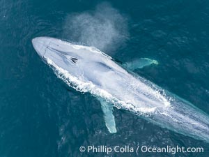 Aerial photo of blue whale exhalilng with a giant blow at the ocean surface near San Diego. This enormous blue whale glides at the surface of the ocean, resting and breathing before it dives to feed on subsurface krill, Balaenoptera musculus