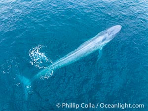 Aerial photo of blue whale near San Diego. This enormous blue whale glides at the surface of the ocean, resting and breathing before it dives to feed on subsurface krill, Balaenoptera musculus