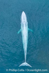 Aerial photo of blue whale near San Diego. This enormous blue whale glides at the surface of the ocean, resting and breathing before it dives to feed on subsurface krill, Balaenoptera musculus