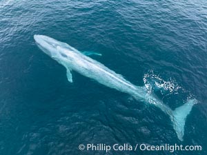 Aerial photo of blue whale near San Diego. This enormous blue whale glides at the surface of the ocean, resting and breathing before it dives to feed on subsurface krill, Balaenoptera musculus